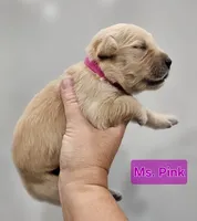 Pink Female , a female Golden Retriever for sale in Mocksville, NC – 1 of 8