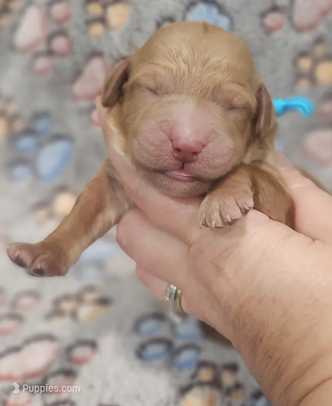 Blue Collar Male – Goldendoodle puppy for sale in Mocksville, NC