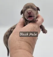 Black Collar Male, a male Cockapoo for sale in Mocksville, NC – 2 of 9