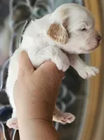 CKC White & Apricot Female , a female Cockapoo for sale in Clemmons, NC – 7 of 10