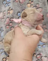 Pink Collar Female, a female Goldendoodle for sale in Mocksville, NC – 7 of 10
