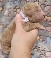 Purple Colla Female, a female Goldendoodle for sale in Mocksville, NC – 4 of 10