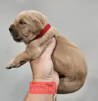 Red Collar Female, a female Golden Retriever for sale in Mocksville, NC – 10 of 10