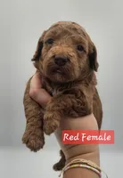 Red Female , a female Goldendoodle for sale in Mocksville, NC – 1 of 10