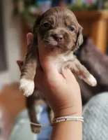 Pink Female , a female Cockapoo for sale in Mocksville, NC – 2 of 10