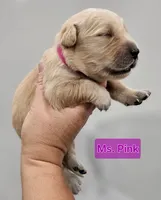 Pink Female , a female Golden Retriever for sale in Mocksville, NC – 6 of 8