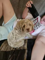 Pikachu , a male Cockapoo for sale in Mocksville, NC – 3 of 3