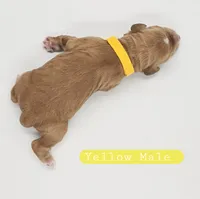 Yellow Male, a male Cockapoo for sale in Mocksville, NC – 4 of 5