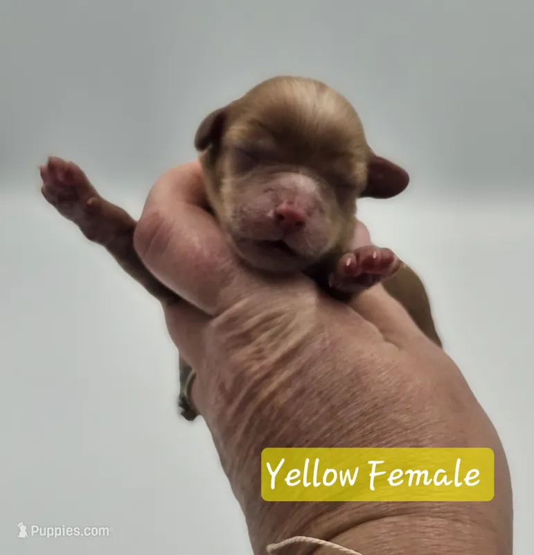 Yellow Collar Female  – Cockapoo puppy for sale in Mocksville, NC