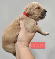 Red Collar Female, a female Golden Retriever for sale in Mocksville, NC – 4 of 10