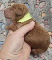 Yellow Collar Male, a male Goldendoodle for sale in Mocksville, NC – 5 of 10