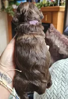 Purple Female, a female Cockapoo for sale in Mocksville, NC – 9 of 10
