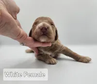 White Female , a female Goldendoodle for sale in Mocksville, NC – 8 of 10