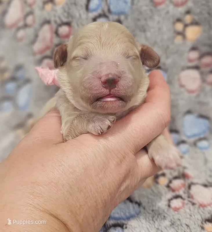 Pink Collar Female – Goldendoodle puppy for sale in Mocksville, NC
