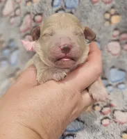 Pink Collar Female, a female Goldendoodle for sale in Mocksville, NC – 1 of 10