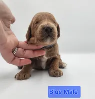 Blue Male , a male Goldendoodle for sale in Mocksville, NC – 6 of 9