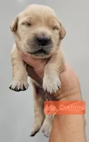 Orange Collar Female , a female Golden Retriever for sale in Mocksville, NC – 9 of 10