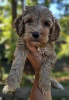 Ollie - Green Collar Male , a male Cockapoo for sale in Mocksville, NC – 5 of 7