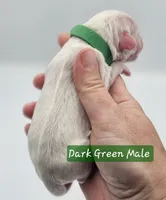 Dark Green Collar Male , a male Cockapoo for sale in Mocksville, NC – 3 of 8