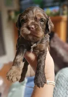 Purple Female, a female Cockapoo for sale in Mocksville, NC – 8 of 10