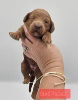 Red Female , a female Goldendoodle for sale in Mocksville, NC – 5 of 10