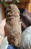 Pink Female , a female Cockapoo for sale in Mocksville, NC – 4 of 10