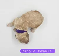 Purple Female, a female Cockapoo for sale in Mocksville, NC – 2 of 5