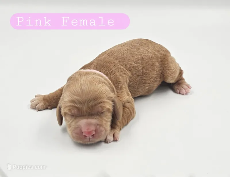 Pink Female  – Cockapoo puppy for sale in Mocksville, NC