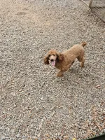 AKC MOYEN POODLE, a female Poodle - Miniature  for sale in Mocksville, NC – 2 of 2