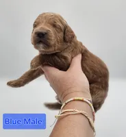 Blue Male , a male Goldendoodle for sale in Mocksville, NC – 5 of 9