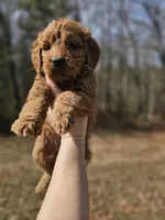 Onyx Black Collar Standard Male, a male Goldendoodle for sale in Mocksville, NC – Photo 2 of 4