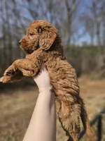 Onyx Black Collar Standard Male, a male Goldendoodle for sale in Mocksville, NC – Photo 4 of 4