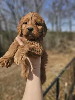 Onyx Black Collar Standard Male, a male Goldendoodle for sale in Mocksville, NC – Photo 3 of 4