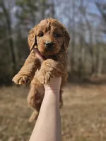 Onyx Black Collar Standard Male, a male Goldendoodle for sale in Mocksville, NC – Photo 1 of 4