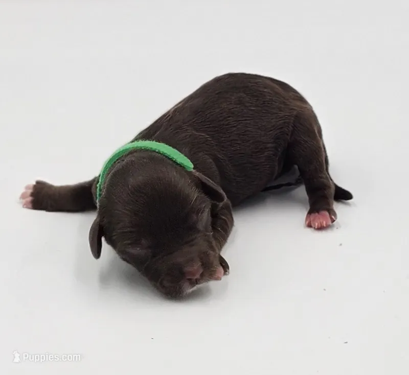 Green Collar Male – Cockapoo puppy for sale in Clemmons, NC