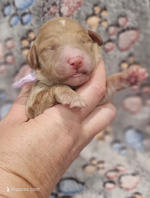 Purple Colla Female – Goldendoodle puppy for sale in Mocksville, NC
