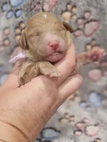 Purple Colla Female, a female Goldendoodle for sale in Mocksville, NC – 1 of 10