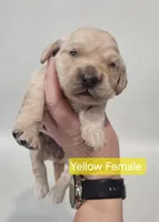 Mini Golden Retriever - Yellow , a female Miniature Golden Retriever for sale in Mocksville, NC – Photo 8 of 9