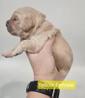 Mini Golden Retriever - Yellow , a female Miniature Golden Retriever for sale in Mocksville, NC – Photo 5 of 9