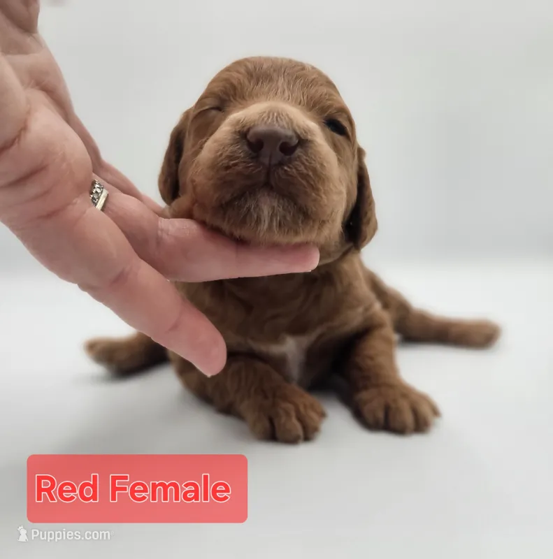 Red Female  – Goldendoodle puppy for sale in Mocksville, NC