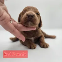Red Female , a female Goldendoodle for sale in Mocksville, NC – 1 of 10