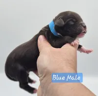 Blue Collar Male , a male Cockapoo for sale in Mocksville, NC – 6 of 9