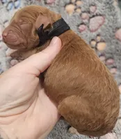 Black Collar Male, a male Goldendoodle for sale in Mocksville, NC – 5 of 10