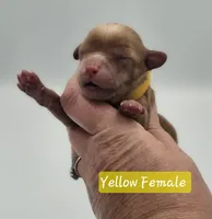 Yellow Collar Female , a female Cockapoo for sale in Mocksville, NC – 2 of 6