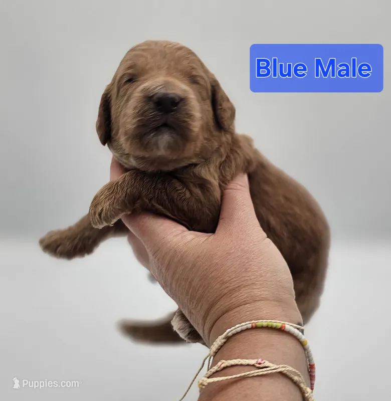 Blue Male  – Goldendoodle puppy for sale in Mocksville, NC