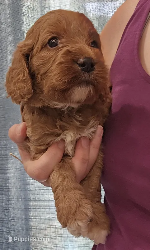 Black Collar Male – Cockapoo puppy for sale in Mocksville, NC