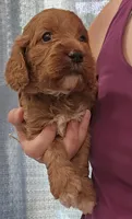 Black Collar Male, a male Cockapoo for sale in Mocksville, NC – 1 of 3