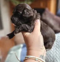 Green Male, a male Cockapoo for sale in Mocksville, NC – 10 of 10
