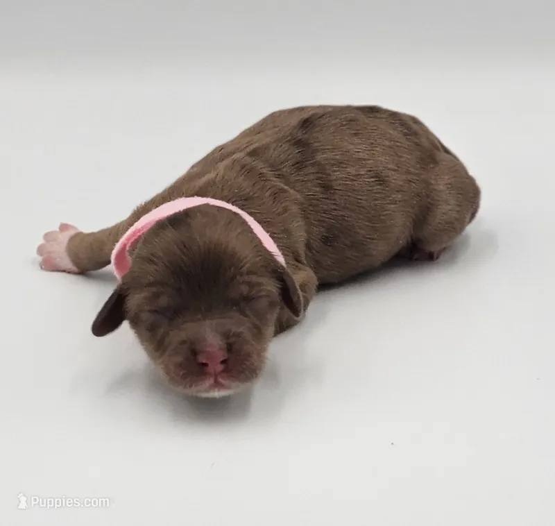 Pink Collar Female – Cockapoo puppy for sale in Clemmons, NC