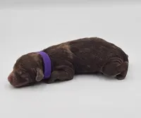 Purple Collar Female , a male Cockapoo for sale in Clemmons, NC – 8 of 10